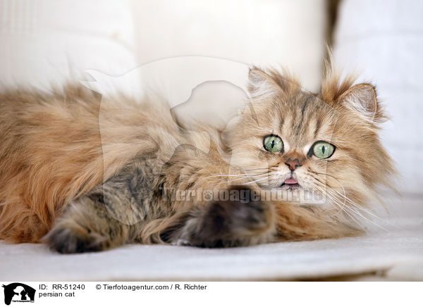 persian cat / RR-51240