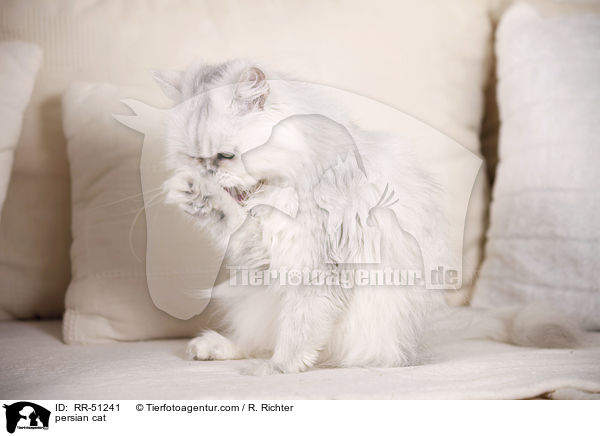 persian cat / RR-51241