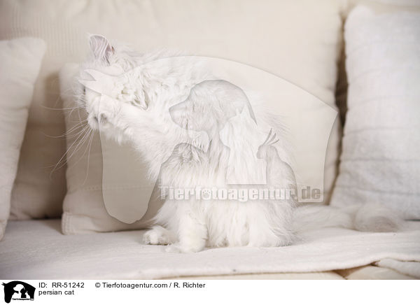 persian cat / RR-51242