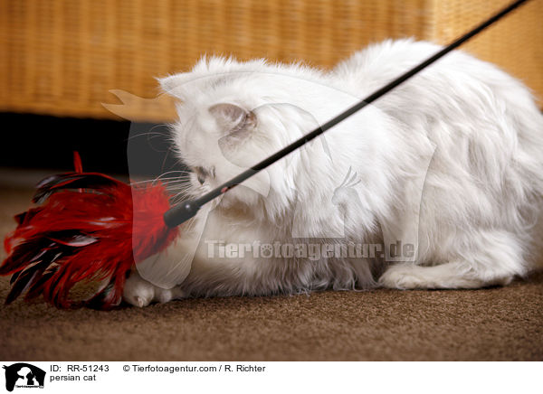 persian cat / RR-51243