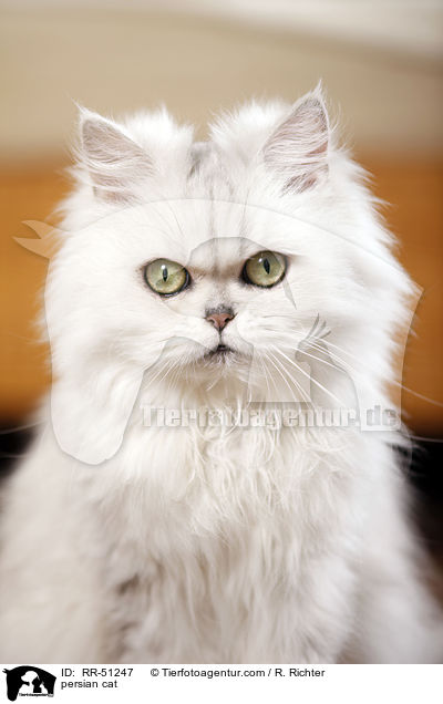 shaded-silver Perser / persian cat / RR-51247