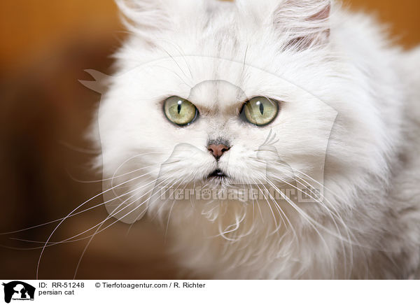shaded-silver Perser / persian cat / RR-51248