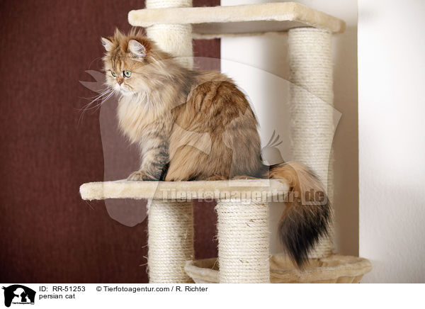 persian cat / RR-51253