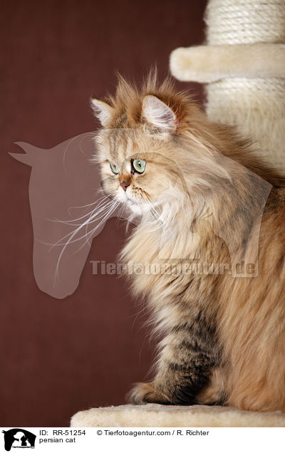 shaded-golden Perser / persian cat / RR-51254