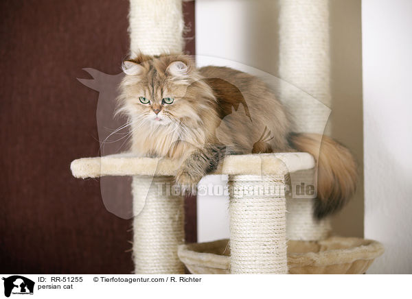 shaded-golden Perser / persian cat / RR-51255