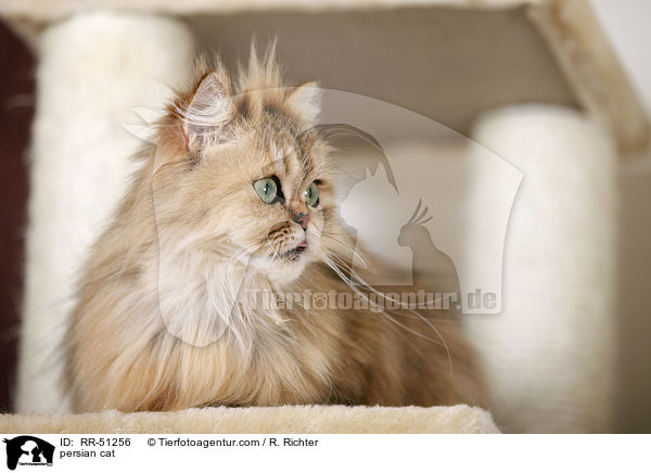 shaded-golden Perser / persian cat / RR-51256