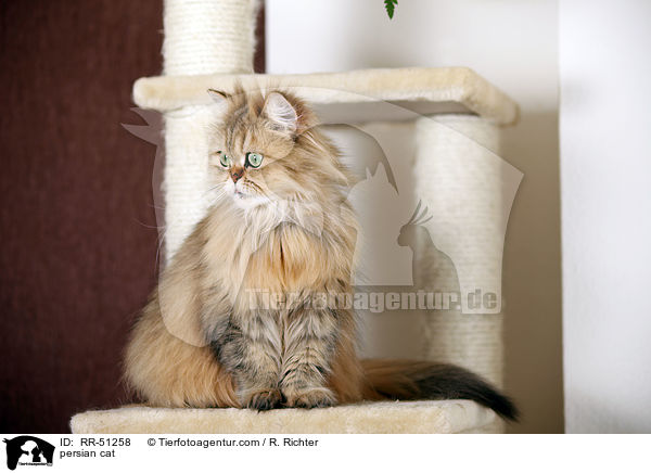 shaded-golden Perser / persian cat / RR-51258