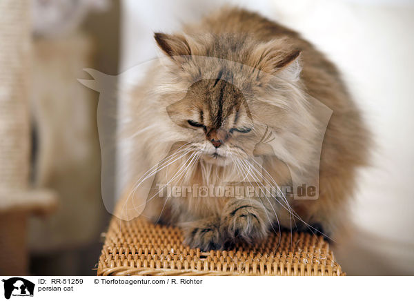 persian cat / RR-51259