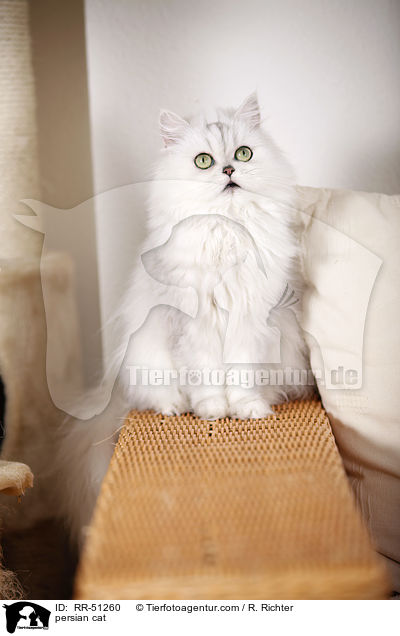 shaded-silver Perser / persian cat / RR-51260