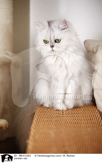 shaded-silver Perser / persian cat / RR-51263