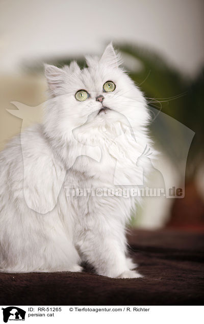 shaded-silver Perser / persian cat / RR-51265