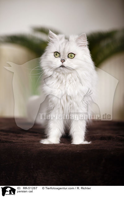 shaded-silver Perser / persian cat / RR-51267