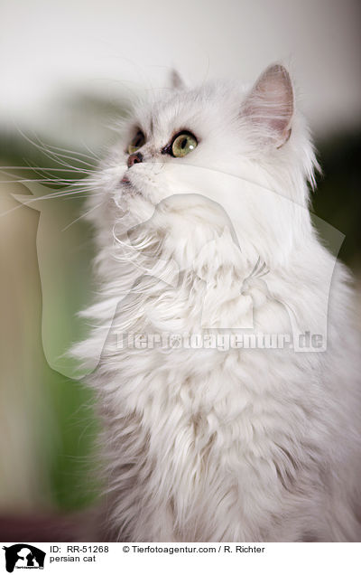 shaded-silver Perser / persian cat / RR-51268