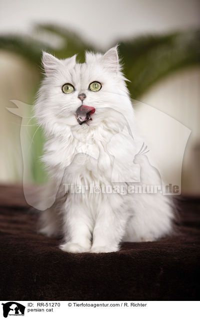 shaded-silver Perser / persian cat / RR-51270