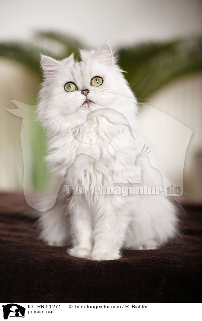 shaded-silver Perser / persian cat / RR-51271