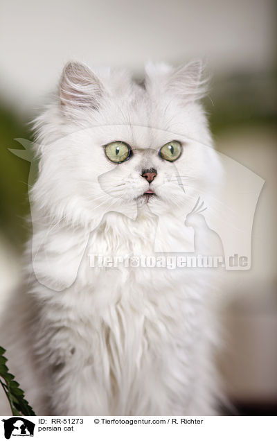 shaded-silver Perser / persian cat / RR-51273