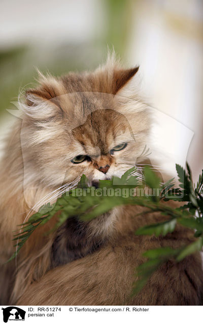 shaded-golden Perser / persian cat / RR-51274