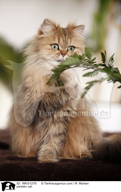shaded-golden Perser / persian cat / RR-51276