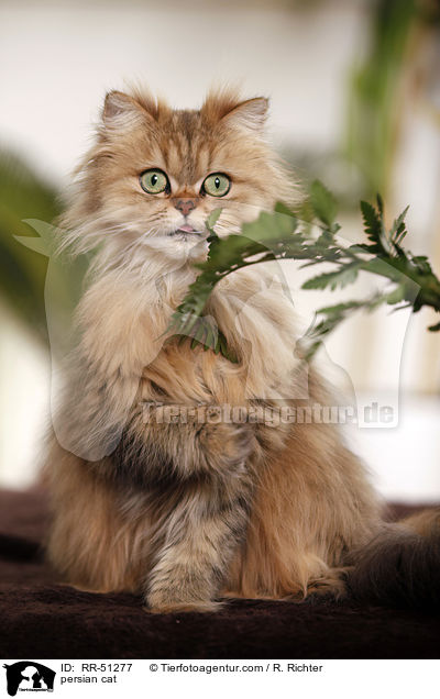 persian cat / RR-51277