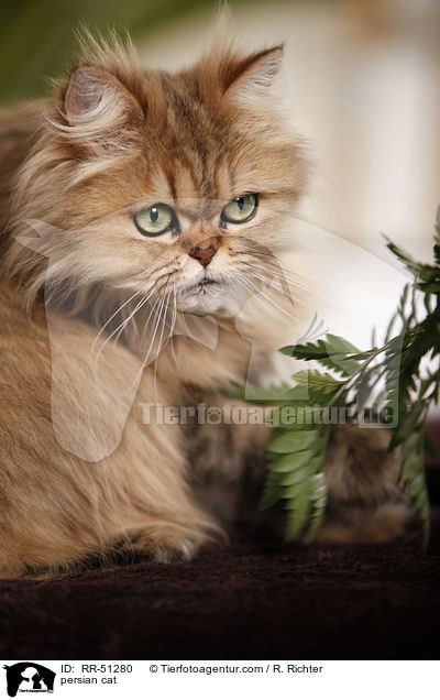 shaded-golden Perser / persian cat / RR-51280