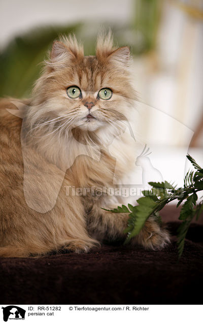 persian cat / RR-51282