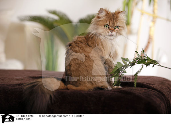 shaded-golden Perser / persian cat / RR-51283