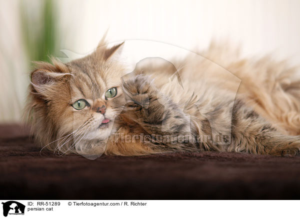 shaded-golden Perser / persian cat / RR-51289