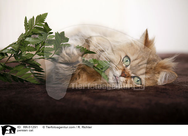 shaded-golden Perser / persian cat / RR-51291