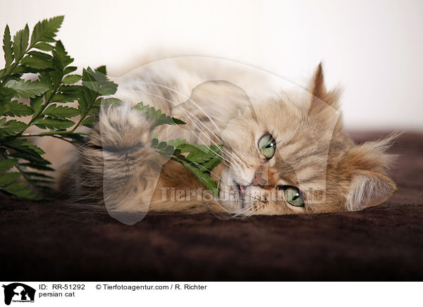 shaded-golden Perser / persian cat / RR-51292