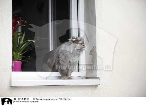 persian cat on window / RR-54516
