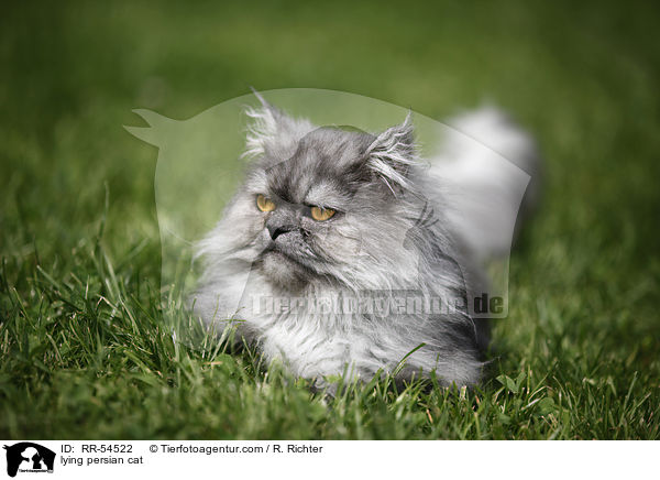 lying persian cat / RR-54522