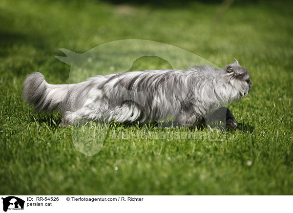 persian cat / RR-54526