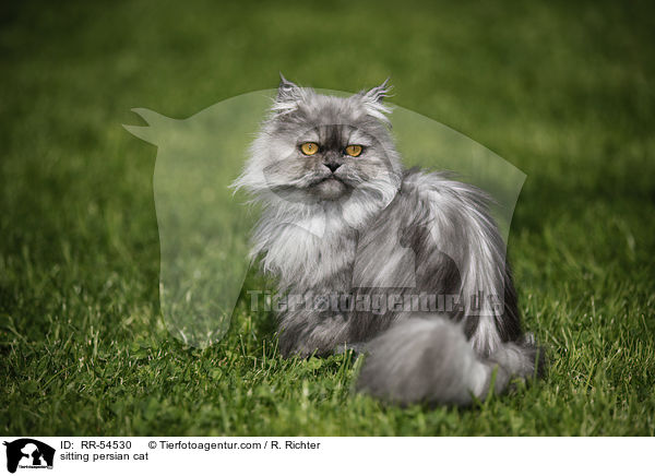 sitting persian cat / RR-54530