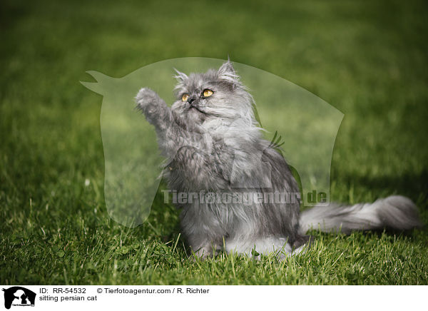 sitting persian cat / RR-54532