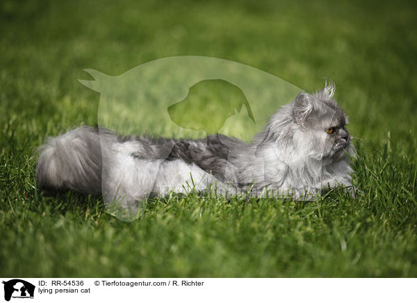 lying persian cat / RR-54536