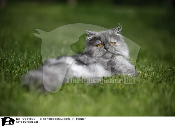 lying persian cat / RR-54539
