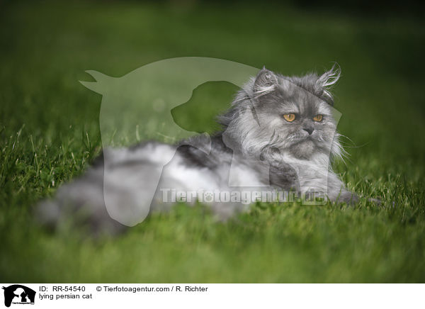 lying persian cat / RR-54540