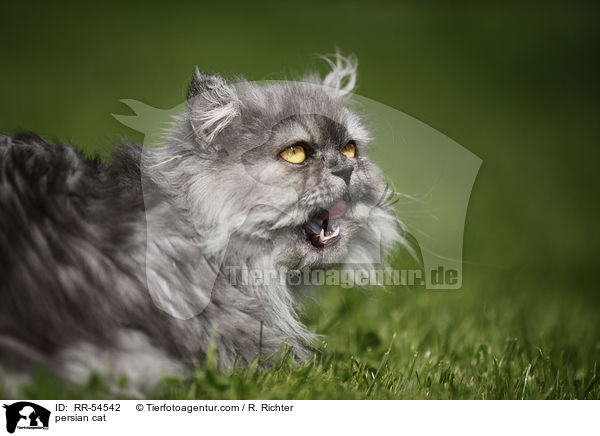 persian cat / RR-54542