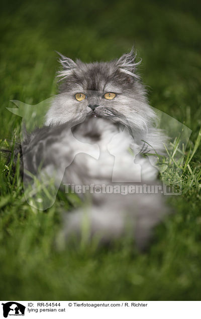 lying persian cat / RR-54544