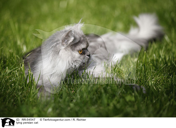 lying persian cat / RR-54547