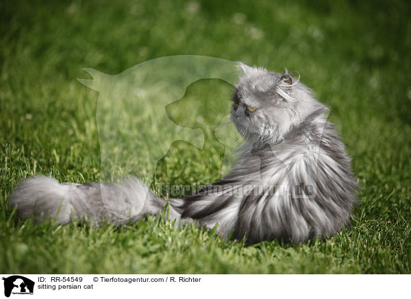 sitting persian cat / RR-54549
