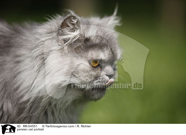 persian cat portrait / RR-54551