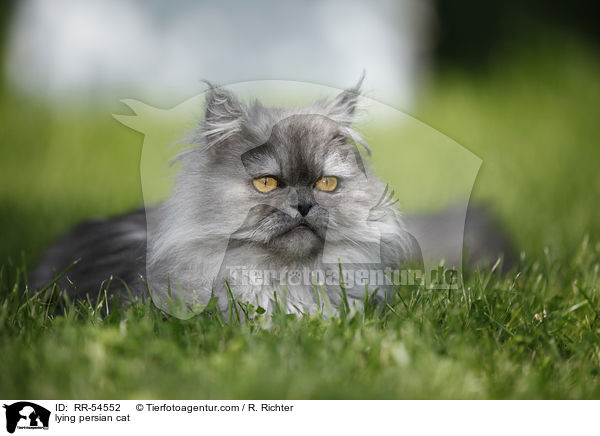 lying persian cat / RR-54552