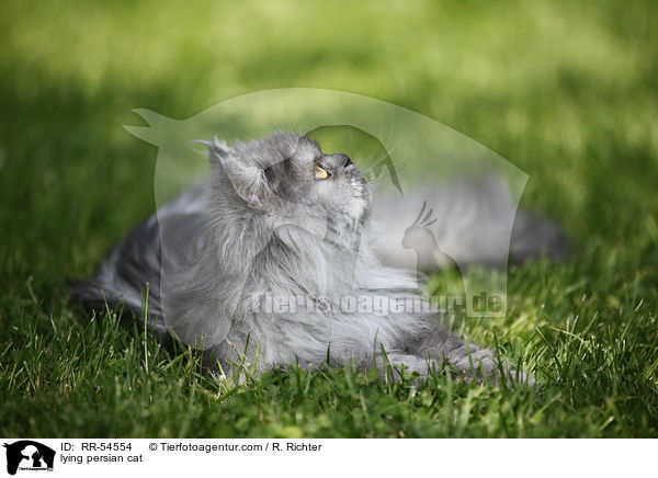 lying persian cat / RR-54554