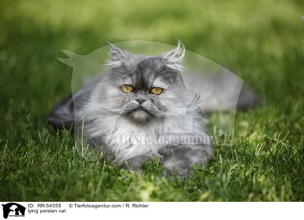 lying persian cat / RR-54555