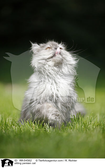 sitting persian cat / RR-54562
