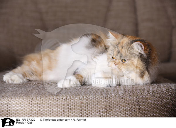 Persian Cat / RR-57322