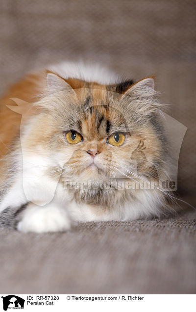 Persian Cat / RR-57328