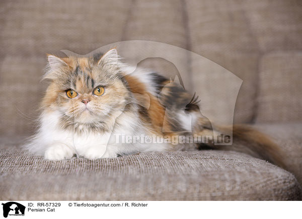 Persian Cat / RR-57329