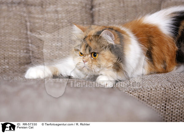 Persian Cat / RR-57330